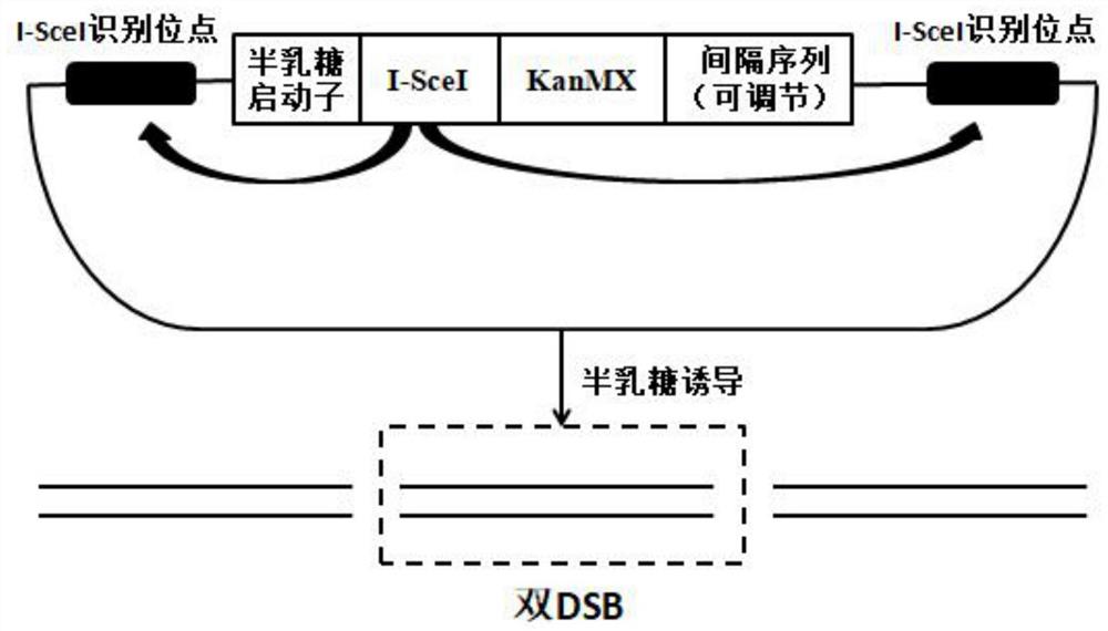 酵母定点双DSB同步诱导模型的构建方法