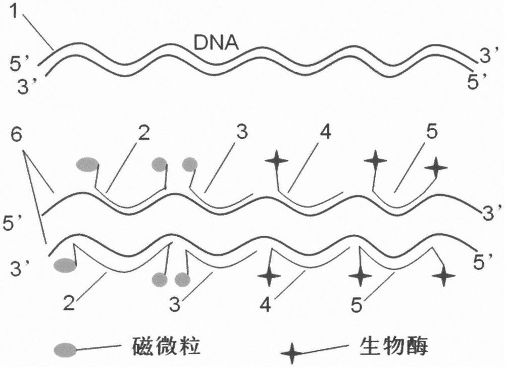 一种基于磁分离和酶催化的核酸液相杂交捕获检测方法