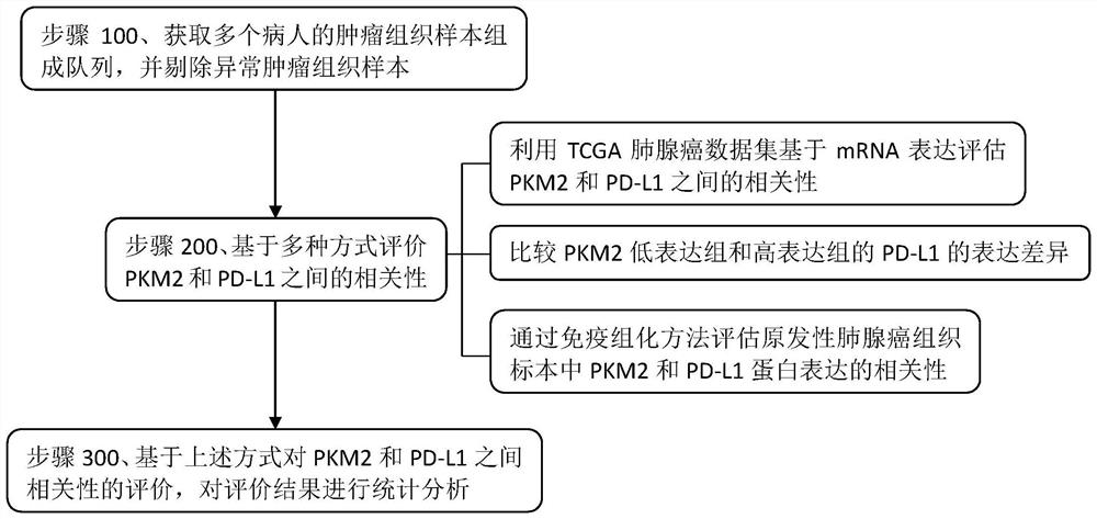 一种肺癌中PKM2与癌细胞PD-L1相关性的判断方法