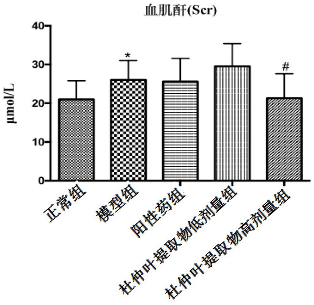 一种防治高血压肾损伤的杜仲叶提取物制备方法及应用