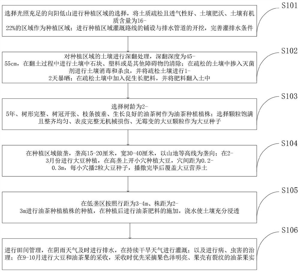 一种油茶套种大豆增产种植方法