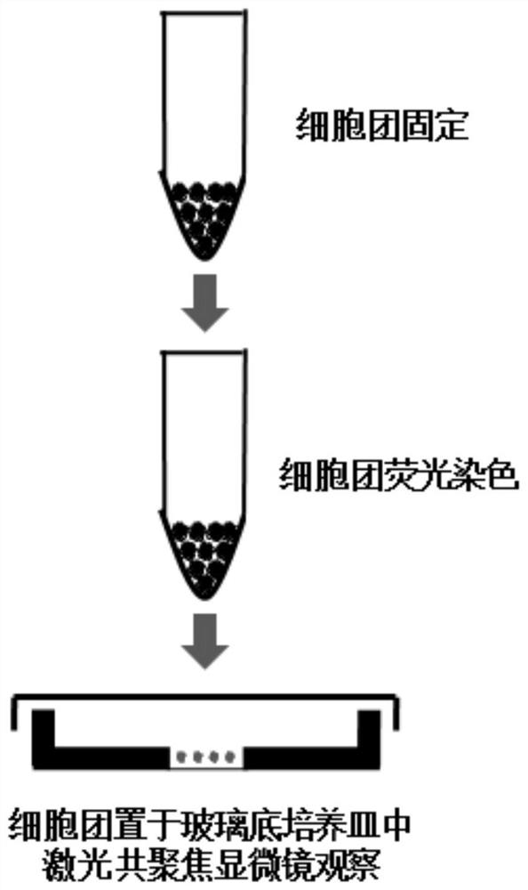 一种非石蜡切片法荧光标记细胞团细胞的方法