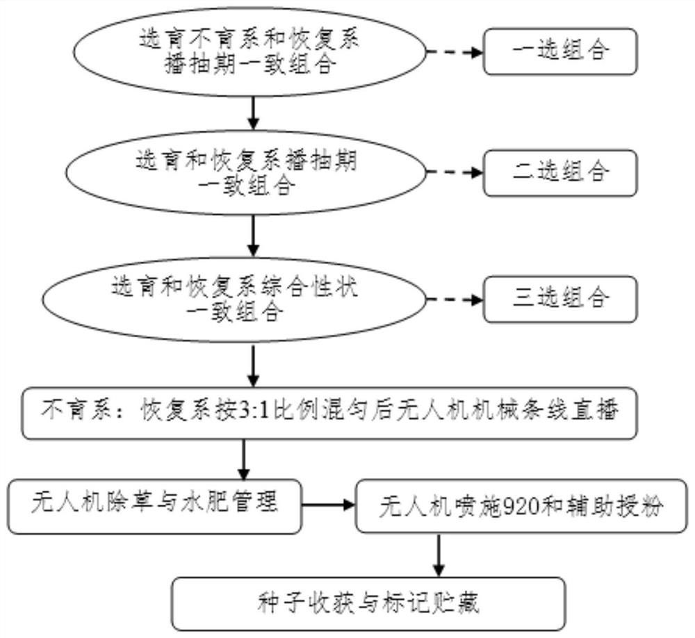 一种杂交稻机械化制种方法