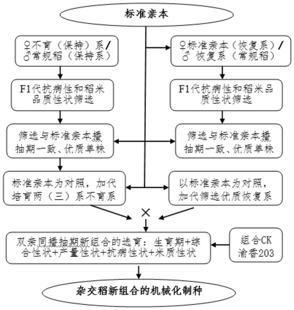 一种适于机械化制种的优质杂交稻的选育方法