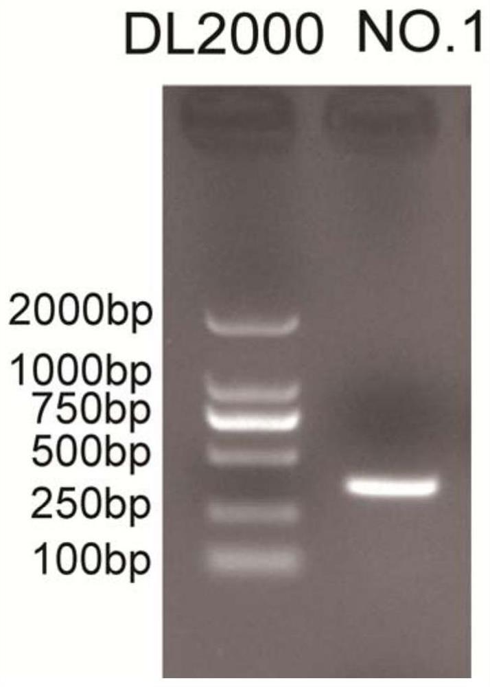山羊RSAD2基因中与产羔数、生长性状关联的分子标记及其
应用