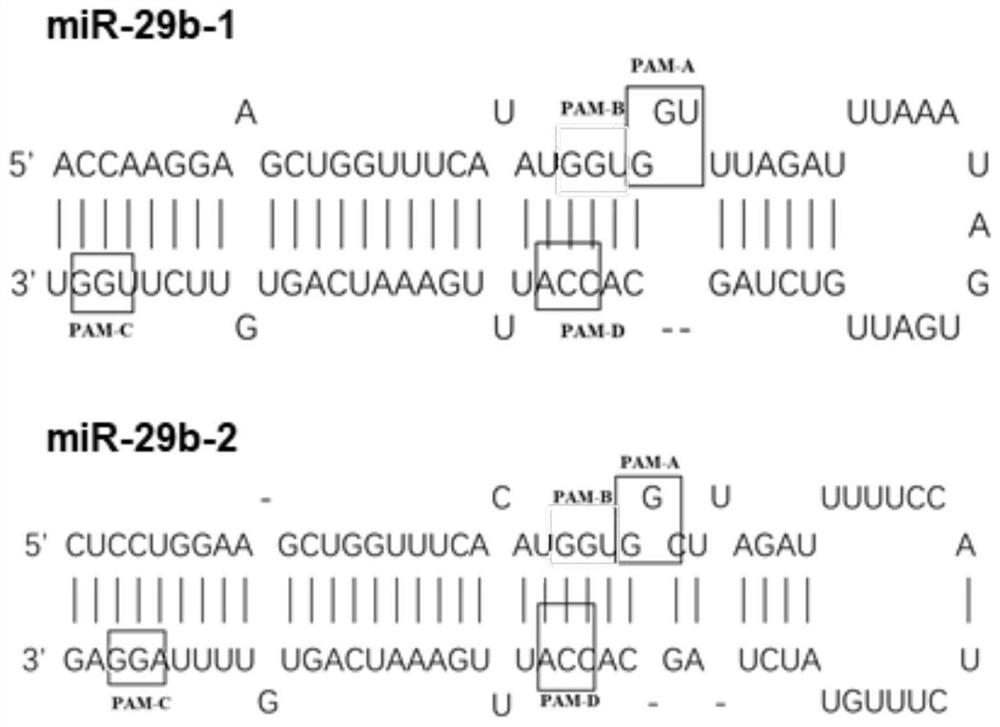 靶向miR-29b的gRNA、AAV8-CRISPR/Cas9系统及其应用