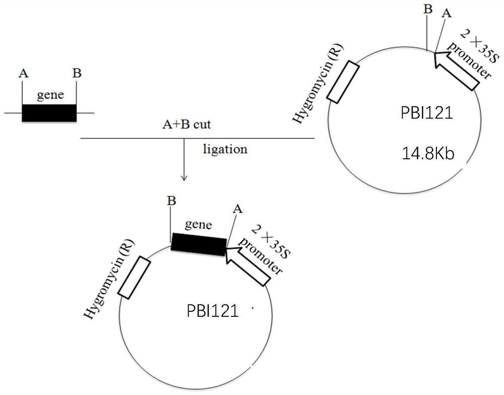 一个参与甘蓝型油菜叶绿素合成相关基因BnaC08-CYP705a12
及其应用