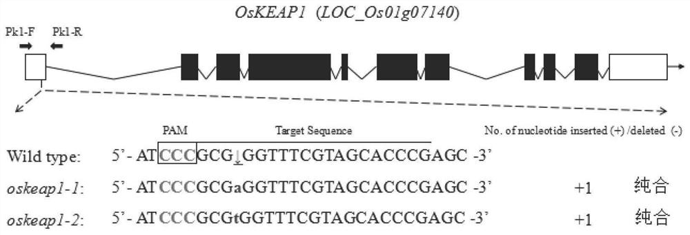 OsKEAP1基因在调控水稻农艺性状和产量中的应用