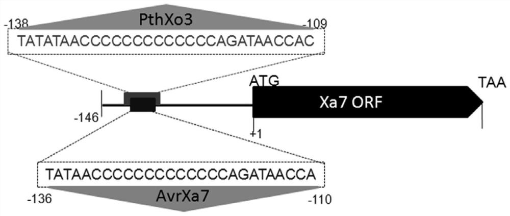 水稻白叶枯病抗病基因Xa7及其应用