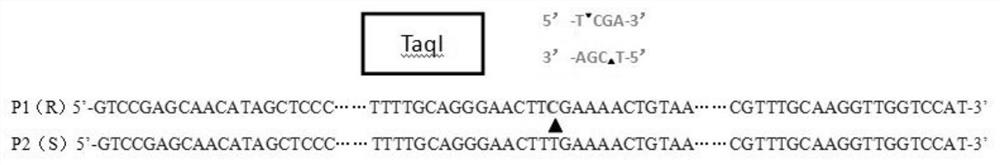 基于番茄灰叶斑病抗性基因Sm的CAPS分子标记、引物、检测方法、检测试剂盒与应用