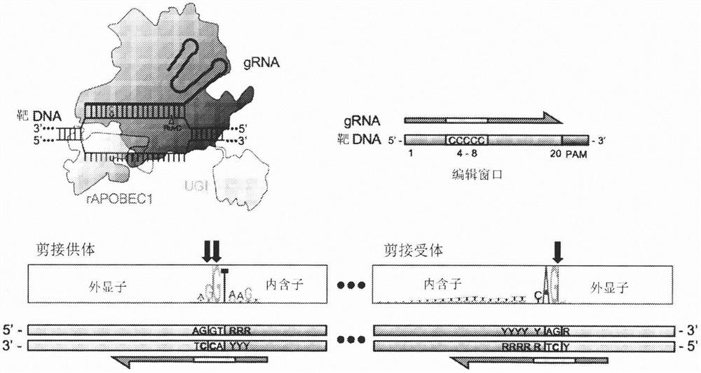 使用Cas9碱基编辑器的淋巴造血改造