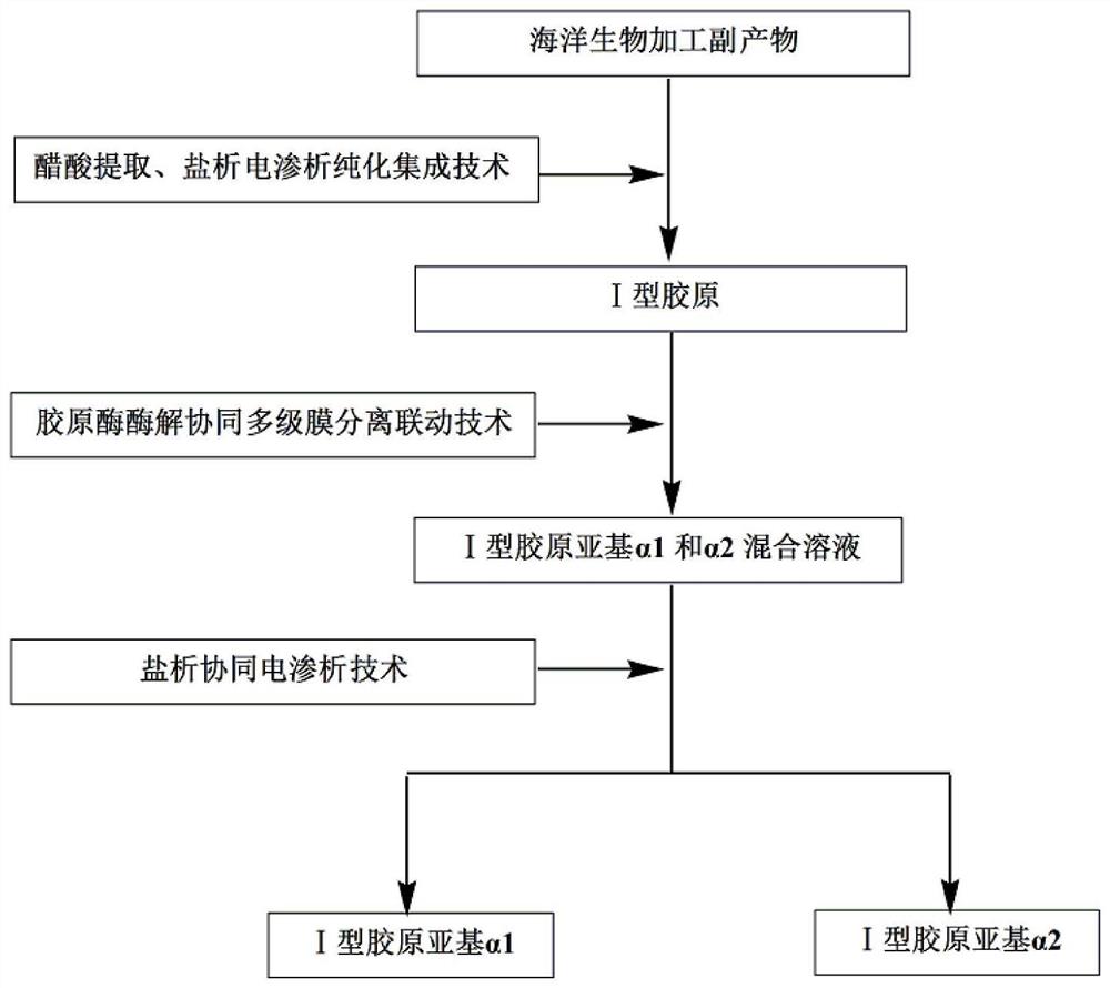 一种海洋源I型胶原亚基的规模化制备方法