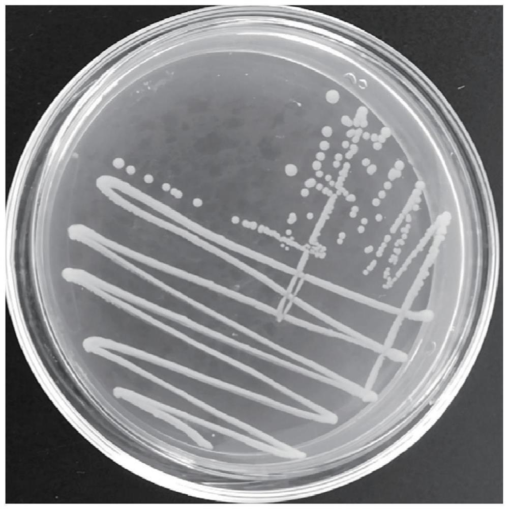 一株多形拟杆菌GL-02及其与胆汁酸复配的复合菌剂与应用