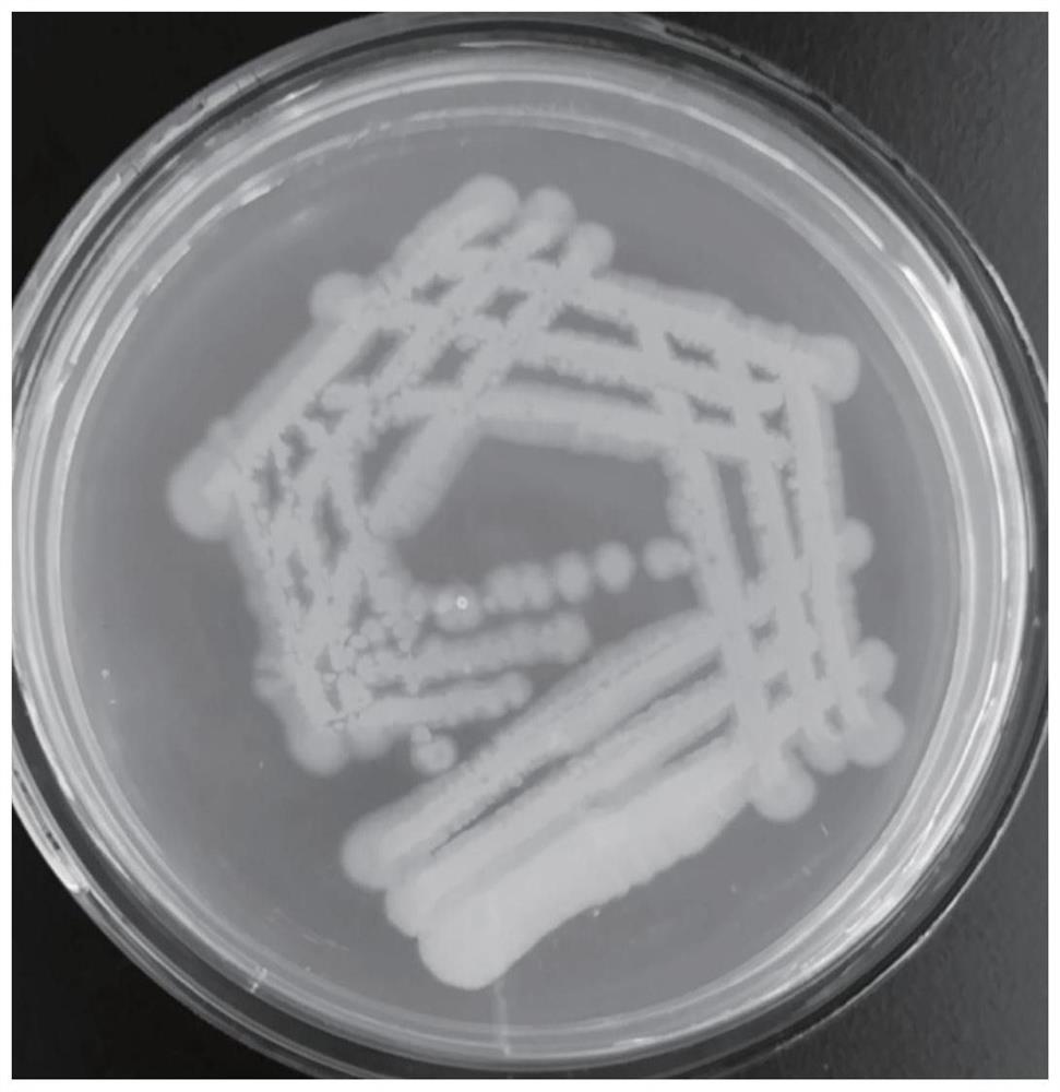 一株多粘类芽孢杆菌LCP-01及其与胆汁酸复配的复合菌剂与应用