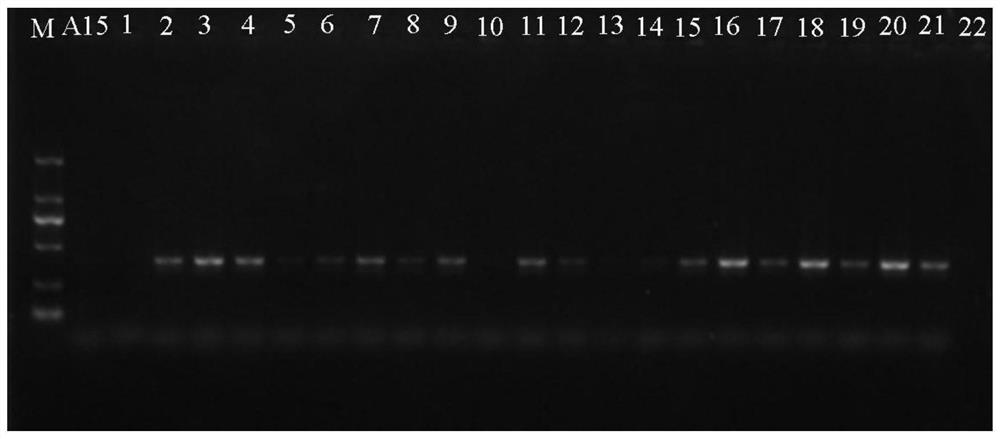 一种筛选双孢蘑菇A15菌株耐高温菌株的引物及方法