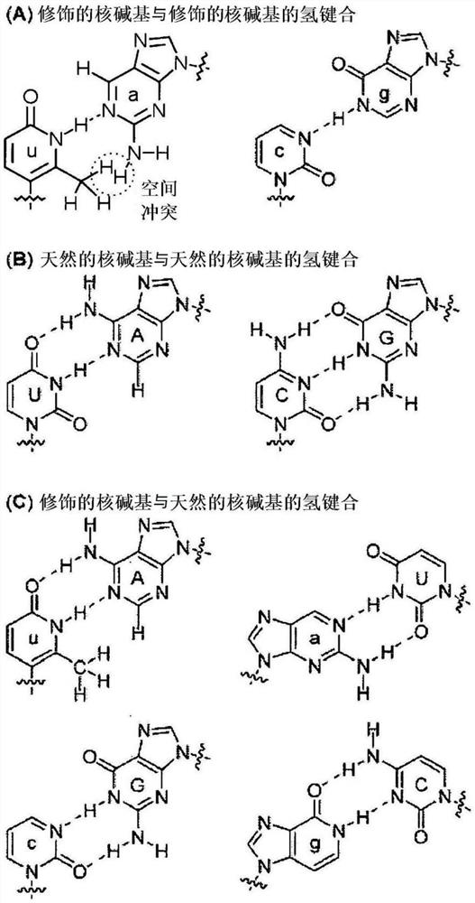 具有均匀氢键合相互作用、同碱基对和异碱基对偏好以及错配辨别力的修饰核碱基