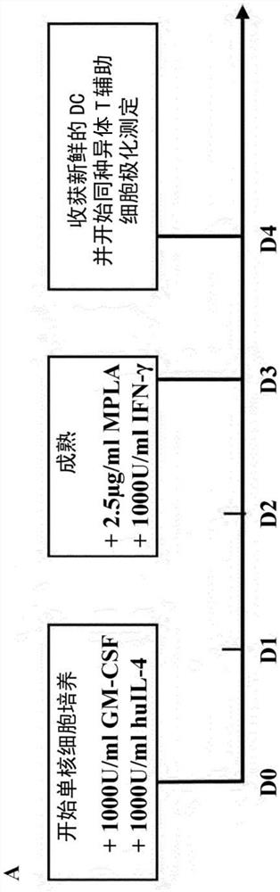 用于治疗用途的树突细胞的体外分化和成熟方法