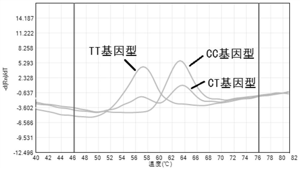 用于检测CYP2C9基因和VKORC1基因多态性的探针、引物、试剂盒