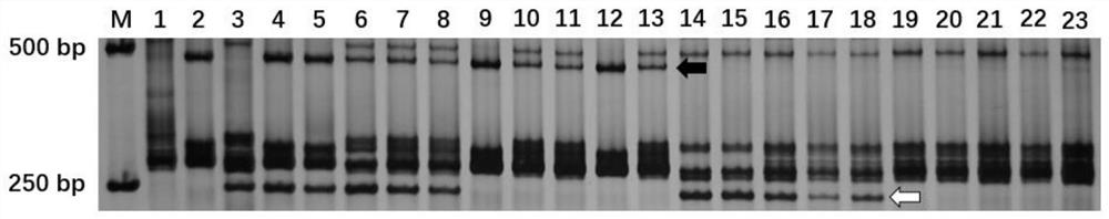 拟斯卑尔脱山羊草抗白粉病基因Pm12分子标记及其应用