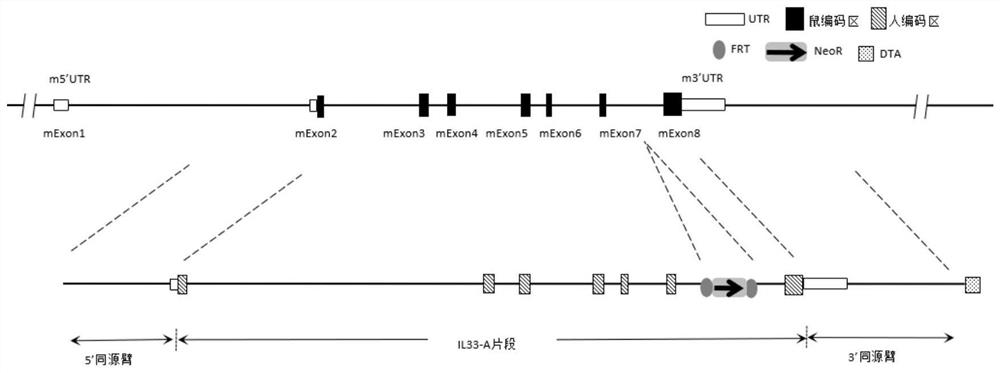 IL33基因人源化的非人动物的构建方法和应用