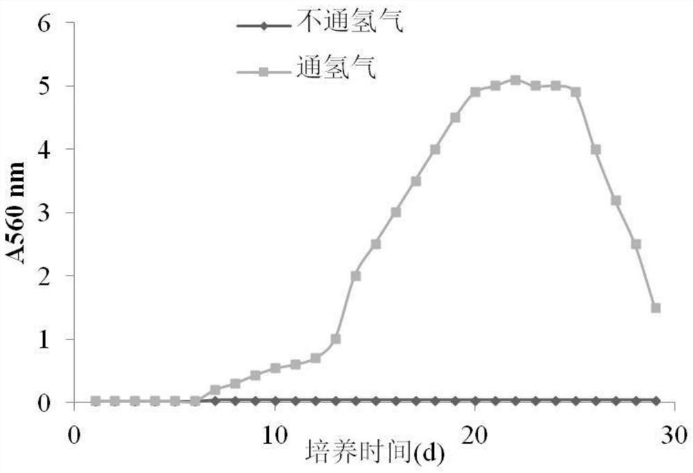 一种氢氧化细菌S-1-4及其筛选方法