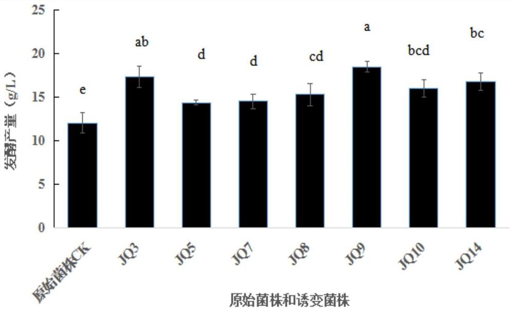 桑黄菌激光脉冲强光联合诱变菌株及其超声强化发酵方法