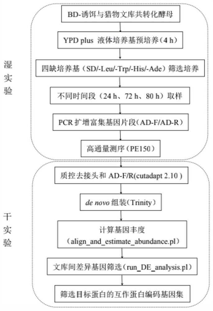 一种基于高通量测序构建目标蛋白互作网络的方法