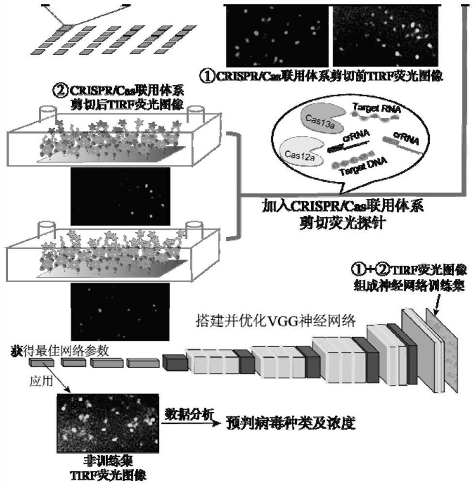 同时检测DNA病毒和RNA病毒的病毒核酸检测方法