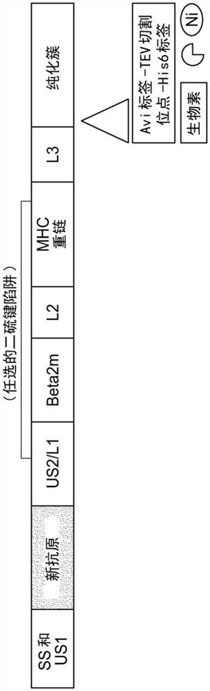 肽-MHC comPACT