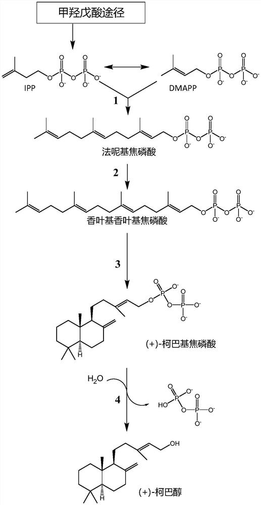 生物催化产生萜烯化合物的方法