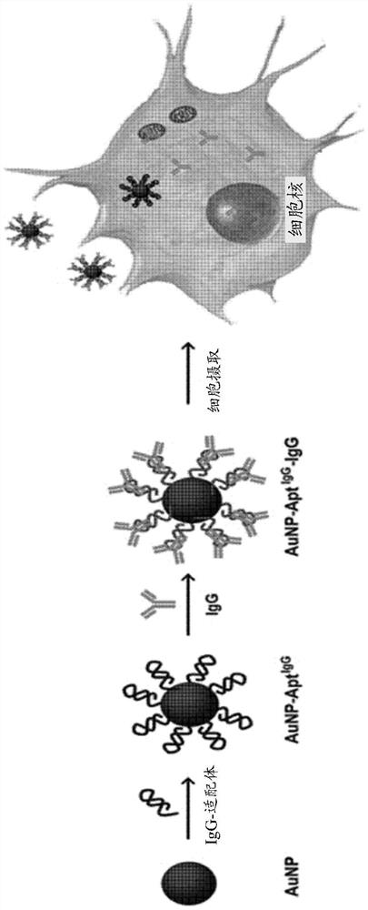 基于金纳米颗粒-适配体缀合物的抗体载体及其制备方法