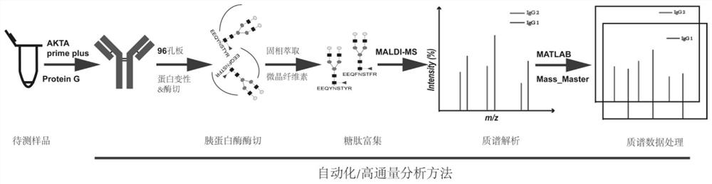 一种高通量分析IgG糖肽的方法