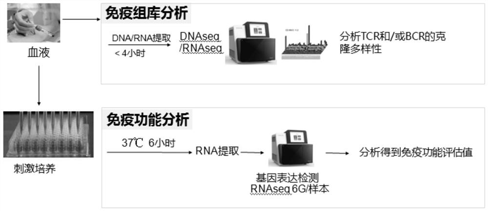 免疫状态评估方法及应用