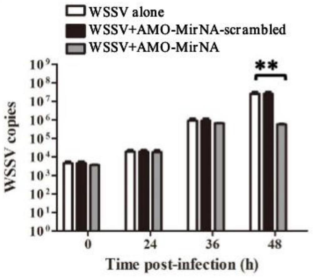 一种用于日本对虾抗WSSV感染的AMO-miRNA