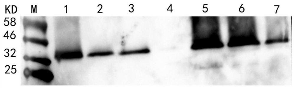 猪圆环病毒4型ELISA抗体检测试剂盒、应用及检测猪圆环病毒4型抗体的方法