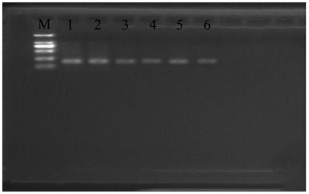 乌龟输卵管TLR2/4基因的鉴定引物及其方法和应用