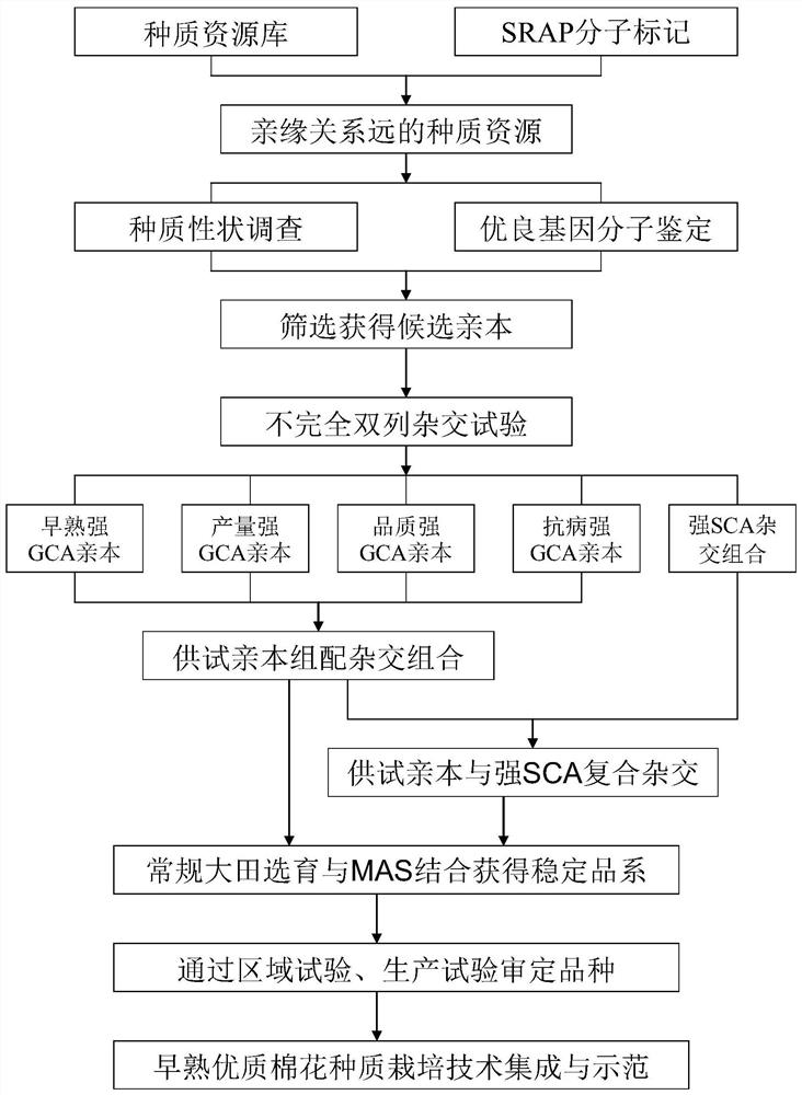 一种分子标记辅助选育特早熟棉花种质的方法