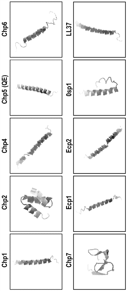 抗微生物的、细菌噬菌体来源的多肽及其针对革兰氏阴性细菌的用途