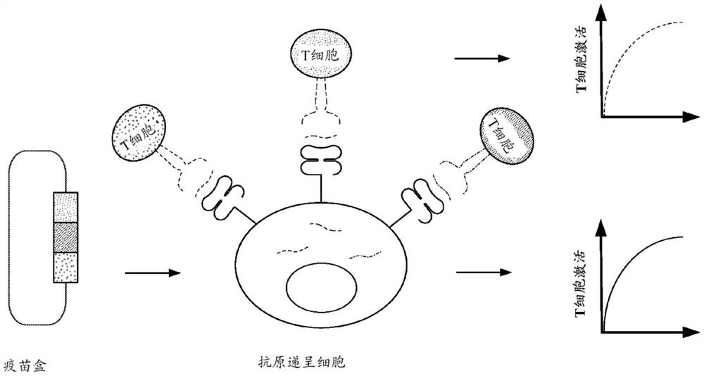 共有抗原