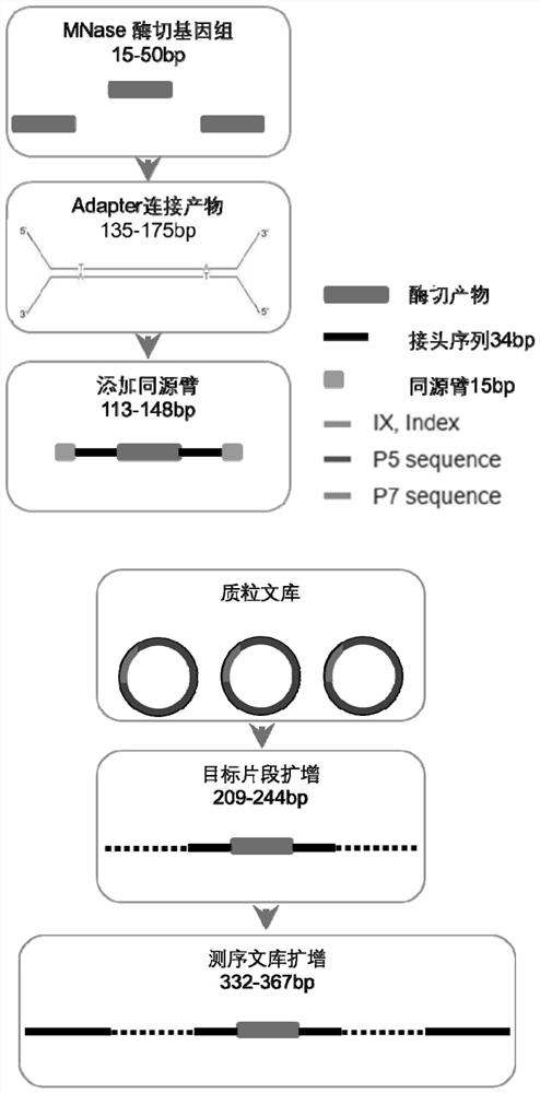 一种基因组短片段文库的构建方法