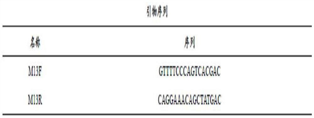 新冠重组RBD蛋白在昆虫细胞中的生产方法