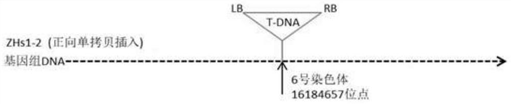 抗胞囊线虫转基因大豆事件ZHs1-2外源插入片段侧翼序列及其应用