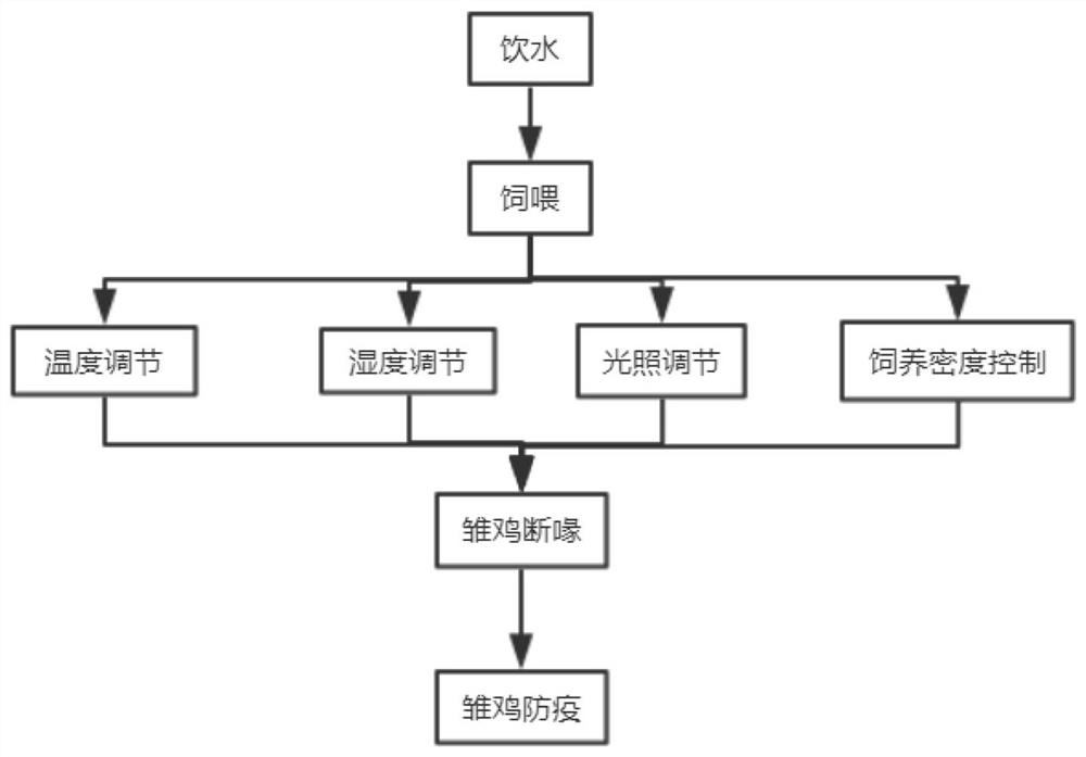 一种郧阳大鸡雏鸡的饲养管理方法