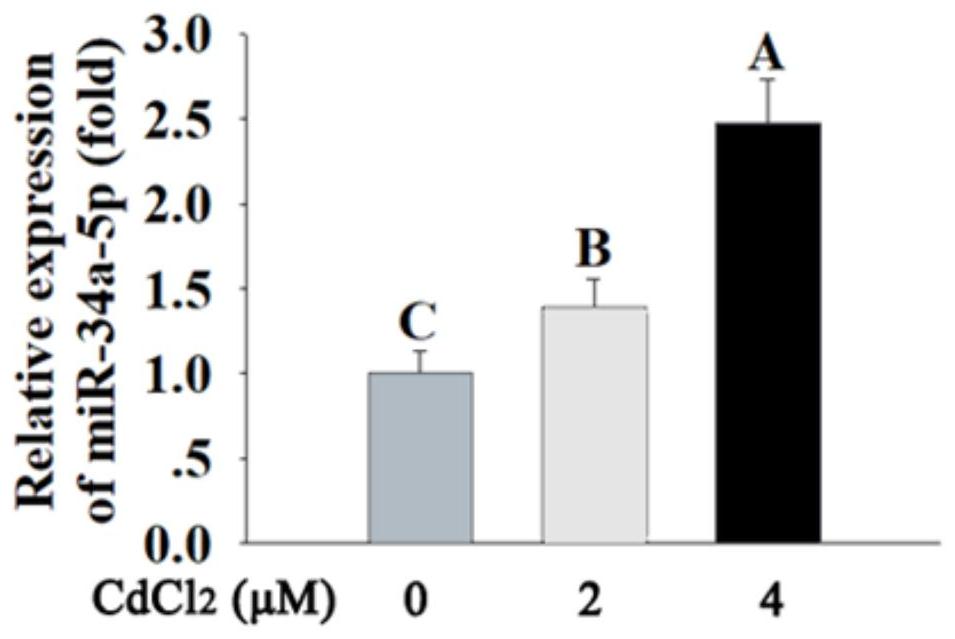 miR-34a-5p在制备治疗镉诱导神经损伤的药物中的应用
