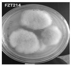 一株植物内生真菌黑附球菌FZT214及其应用