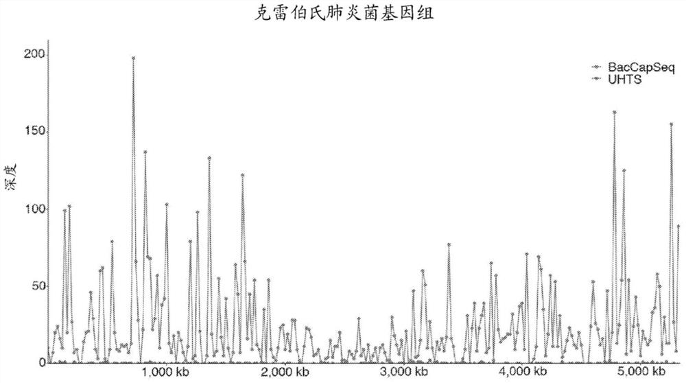 细菌捕获测序平台及其设计、构建和使用方法