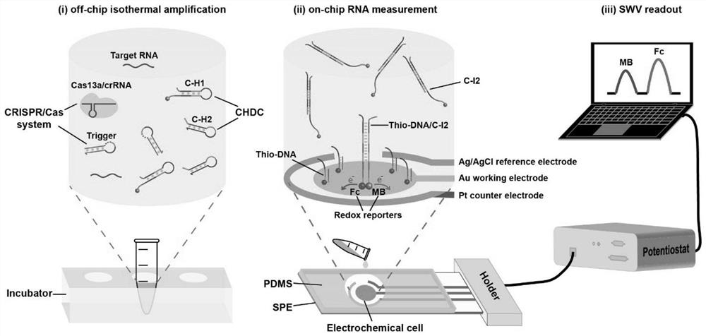 一种CRISPR/Cas13a驱动的催化可再生电化学生物传感器及其应用