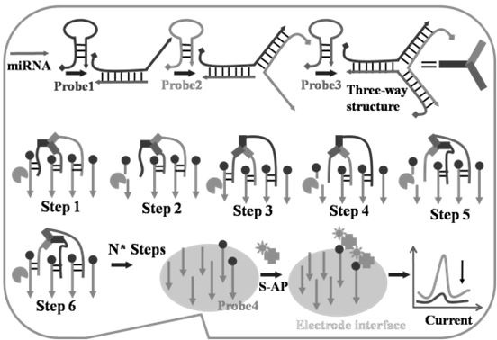 一种内切酶驱动多足DNA分子机器的超敏microRNA电化学检测方法