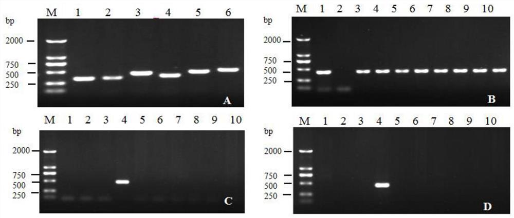 一种转基因甘蔗SCAG2的T-DNA侧翼序列及其转化事件特异性鉴定方法