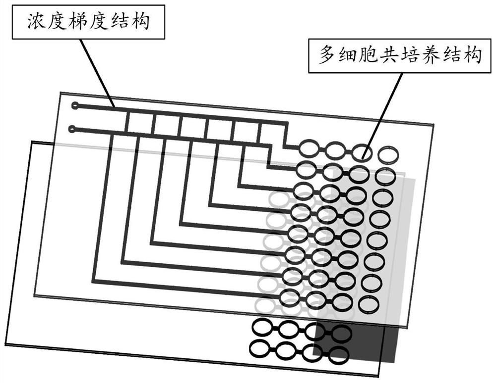 一种器官芯片及其应用